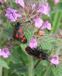 Six-spot-Burnet-on-Wild-Basil